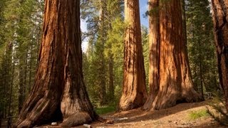 The Redwood Trees  World Tallest Trees [upl. by Imugem599]