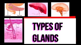 Types of glands I Exocrine I Endocrine I Merocrine I Apocrine I Holocrine I Serous I Mucous I [upl. by Sayer]