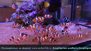 Amphiprion ocellarisAmphiprion percula Black Bred [upl. by Simetra]