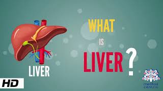 What is Liver Anatomy Parts and Function [upl. by Nnahoj954]