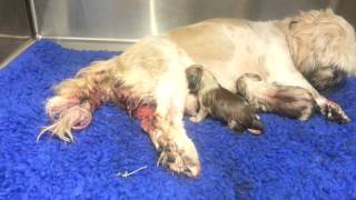 My shihtzu giving birth to her last puppy [upl. by Ribble564]