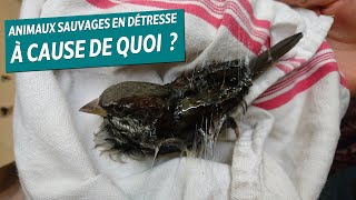 Pourquoi les animaux sauvages arrivent dans les centres de soins   ALBG 4 [upl. by Artamas165]