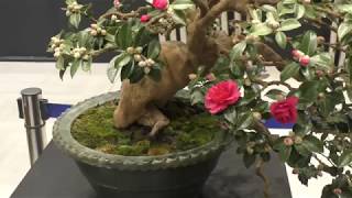 Camellia hiemalis Bonsai Estimated age 60 years 寒椿（かんつばき）盆栽 推定樹齢 約60年 [upl. by Adnawal]