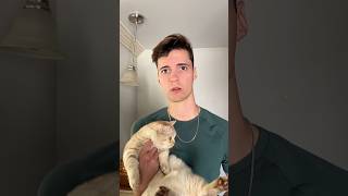 🤷🏻‍♂️ cat cats catsofinstagram catsoftiktok funnycats catsofyoutube catlover [upl. by Natsreik]