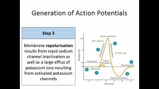 AH Biology 14d Part 1  Nerve Impulse Transmission  Generation of a Nerve Impulse [upl. by Shep115]