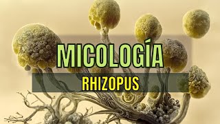 Rhizopus spp  Tema 21  Micología  Microbacter [upl. by Ivatts]