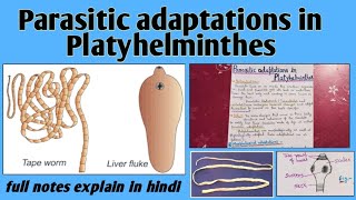 Parasitic adaptations in platyhelminthes or Flatworms  Bsc notes [upl. by Nageek757]