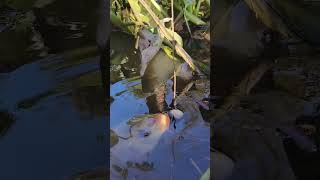 How to Catch a carp fishing fishing fishingvideo [upl. by Roxine]