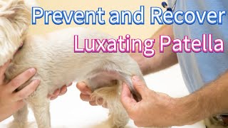 How to Prevent and Recover from Luxating Patella [upl. by Enneicul369]