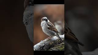 Sparrow bird voice for sleep 💤Nature with relaxation sparrowsleep [upl. by Snow]