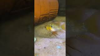 Ram cichlids breeding  Egg hatching [upl. by Olcott]