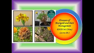 43 PATH 365 New Lec no 201 Diseases of Marigold [upl. by Neelcaj]