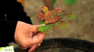 Vigne Rouge Vitis vinifera [upl. by Ailatan]