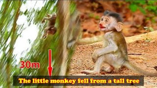 The mother monkey was holding baby monkey and climbing a tree when baby monkey suddenly fell [upl. by Gavin]