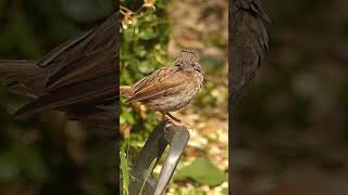 Dunnock [upl. by Rehprotsirhc]