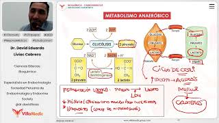 Carbohidratos  Metabolismo anaeróbico [upl. by Zennie132]