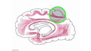 Cerebral Hemishpheres amp Tracts [upl. by Girardo902]