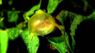 Frogs of Bolivia Look inside a calling Scinax madeirae lungs larynges [upl. by Wadesworth]