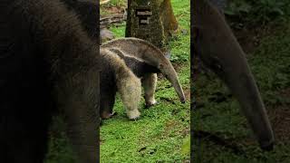 How Many Ants and Termites Does an Anteater Eat a Day shorts anteater termites amazingfacts [upl. by Eened]