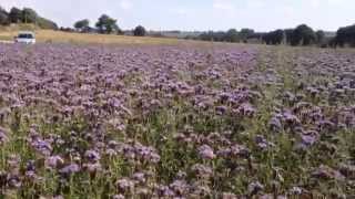 Phacelia flowers in corseul [upl. by Assylla]