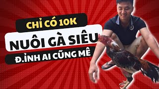 Ai nghỉ mình nuôi gà dỡ thì phải xem cách nuôi chỉ tốn 10k mỗi ngày này [upl. by Enert761]