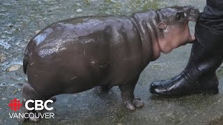 From Moo Deng the pygmy hippo to Pesto the penguin these baby zoo animals are going viral [upl. by Crowley]