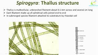 Spirogyra Algae structureOccurence of SpirogyraSpirogyra Cell structureSpirogyra thallus [upl. by Lewan]