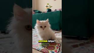 Kedilerin İnsanlarla Gizli İletişim Sırrı 🐈 [upl. by Wadlinger]