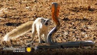 10 Craziest Animal Fights in the Animal Kingdom 🐍 Lions Hippos Cobras  Smithsonian Channel [upl. by Elag939]