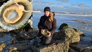 How to find free food on a beach limpets [upl. by Nytsrik]