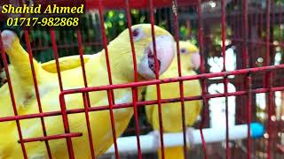 হলুদ টিয়া জোড়া বাচ্চা  Lotino ringneck parrot baby pair [upl. by Katherina]