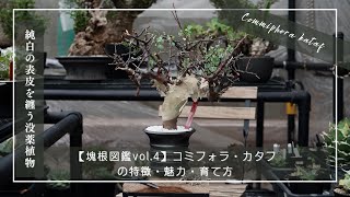 【塊根図鑑vol 4】Commiphora kataf（コミフォラ・カタフ）の特徴・魅力・育て方 [upl. by Pudens]