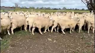 Merrett Ewe Lambs 1 [upl. by Rhee976]