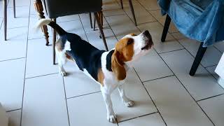 BEAGLE QUI PLEURE ET FAIT LE LOUP [upl. by Aymik]