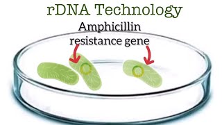 Chapter11rDNA Technology  sure 5 mark question karnatakapuboard bio karnatakacet neet easy [upl. by Subir320]