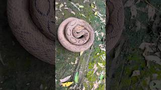 सिटी मारने वाला साँप को देखिए shortvideo snake viralshort [upl. by Anselme]