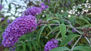 Butterfly bush propagation Buddleja davidii [upl. by Gustaf]