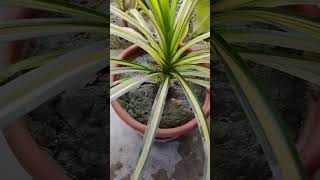 Pandanus veitchiiindoorplant nature gardening garden [upl. by Adniled735]