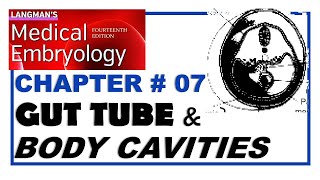 Langman Chapter07  Gut Tube amp Body Cavities  Embryology  Dr Asif Lectures [upl. by Lapham940]