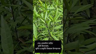 দেখুনজগতমদন গাছের ভেষজ গুণ। জগতমদন Justiciagendarussa Acanthaceae nature agriculture short [upl. by Josiah]