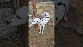 A Dalmatian dog Dalmatian [upl. by Reahard191]