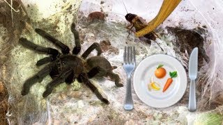 Preparing healthy FOOD for my TARANTULAS  feat Elvarg [upl. by Akiehs]