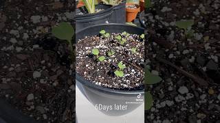 Sowing in radish seeds 6day germination results germinatingseeds plants garden homegarden [upl. by Sheilah475]