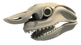 Great White Shark Skull 3D Model [upl. by Yeleen]