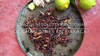 ¿Cómo se recolectan y cocinan los chapulines en Oaxaca [upl. by Lynch366]