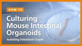 How to Culture Mouse Intestinal Organoids Isolating Intestinal Crypts and Establishing Organoids [upl. by Eeresed]