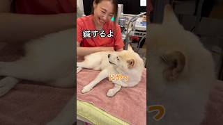 鍼するよ⁉️気持ち良くて笑顔になる柴犬がかわいい💕 柴犬 犬 白柴 豆柴 かわいい [upl. by Key604]