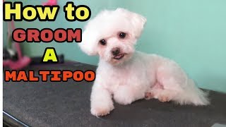 How to Groom a Maltipoo [upl. by Evangelin]