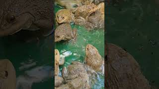 Master Frog Care in Just 5 Minutes a Day 7 [upl. by Resor]