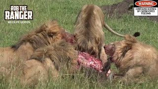 Two Unrelated Nomadic Lion Coalitions Share A Buffalo Meal  Maasai Mara Safari  Zebra Plains [upl. by Figone]